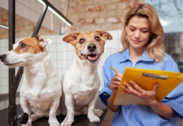 Assurance_Animaux (17) Assurance Animaux